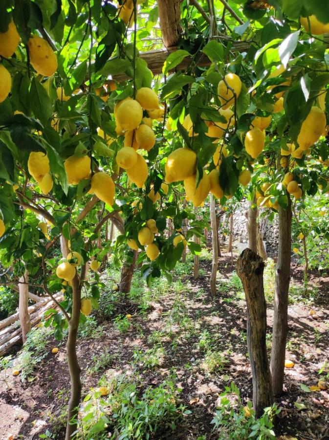 شقة Eden Tra I Limoni مينوري المظهر الخارجي الصورة